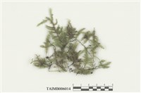 藏品(小波葉苔)的圖片